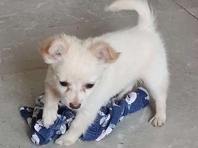 Chihuahua puppies in Cork