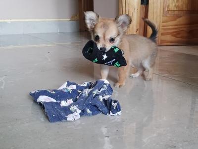 Chihuahua puppies in Cork