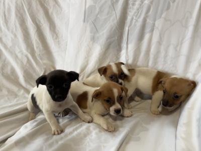 Jack Russell puppies in Wexford - CALL ONLY