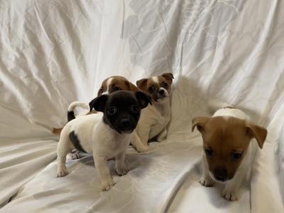 Jack Russell puppies in Wexford - CALL ONLY