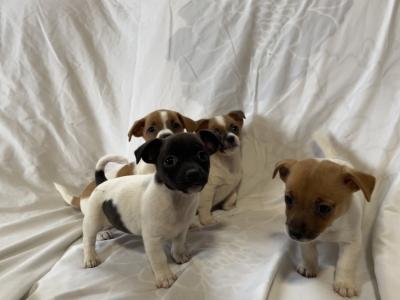 Jack Russell puppies in Wexford - CALL ONLY