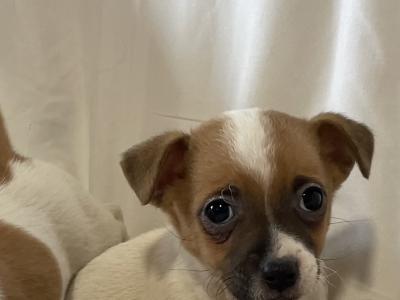 Jack Russell puppies in Wexford - CALL ONLY