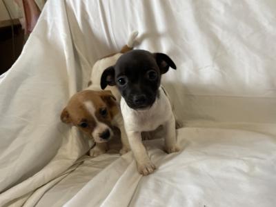 Jack Russell puppies in Wexford - CALL ONLY