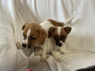Jack Russell puppies in Wexford - CALL ONLY