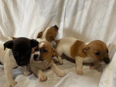 Jack Russell puppies in Wexford - CALL ONLY