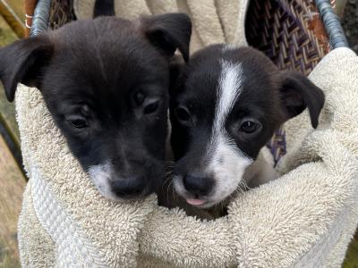 Jack Russell puppies in Wexford - CALL ONLY