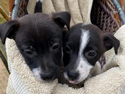 Jack Russell puppies in Wexford - CALL ONLY