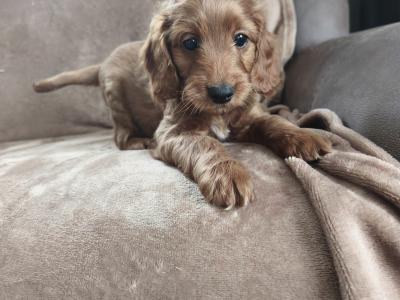 2 lovely cockapoo puppies