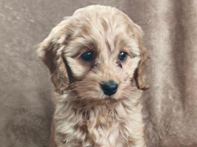 2 lovely cockapoo puppies