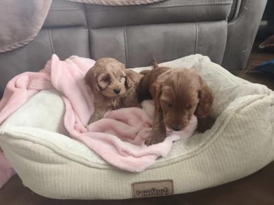 2 lovely cockapoo puppies