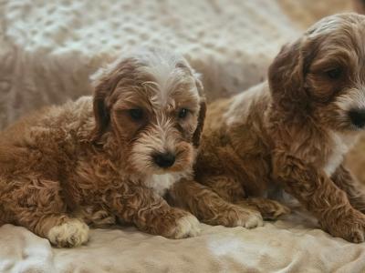 Adorable playful Cockapoo puppies in Limerick