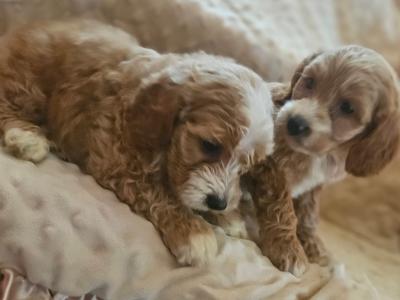 Adorable playful Cockapoo puppies in Limerick