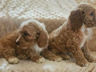 Adorable playful Cockapoo puppies in Limerick