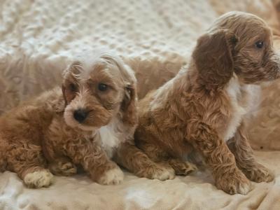 Adorable playful Cockapoo puppies in Limerick