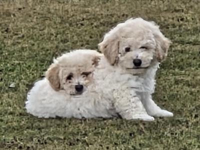 Poochon Puppies