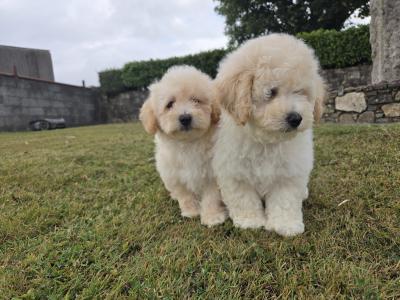 Poochon Puppies