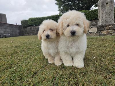 Poochon Puppies
