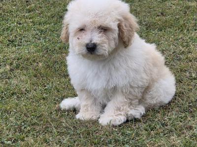 Poochon Puppies