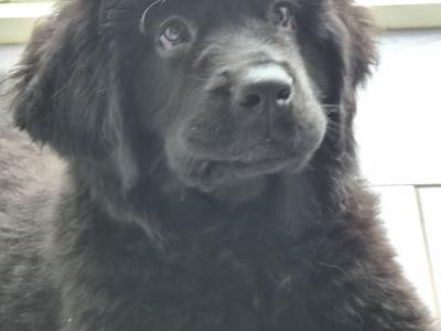 Newfoundland puppies in Offaly