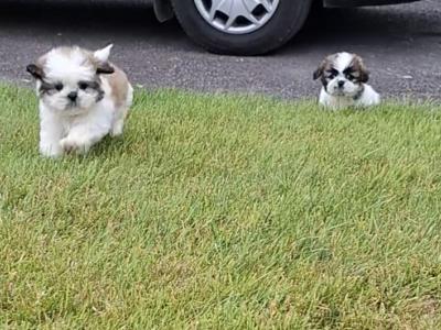 Purebred Shihtzu pups