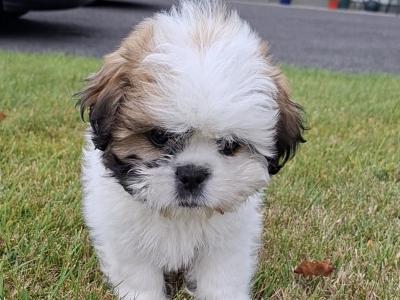 Purebred Shihtzu pups