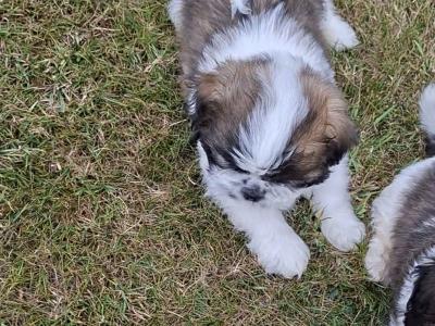 Purebred Shihtzu pups