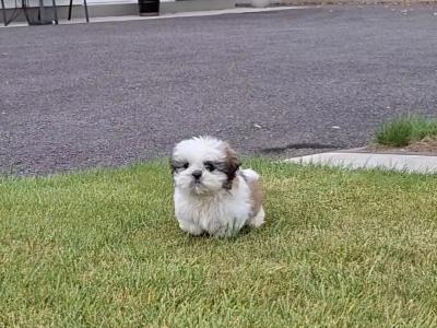 Purebred Shihtzu pups