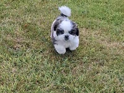 Purebred Shihtzu pups