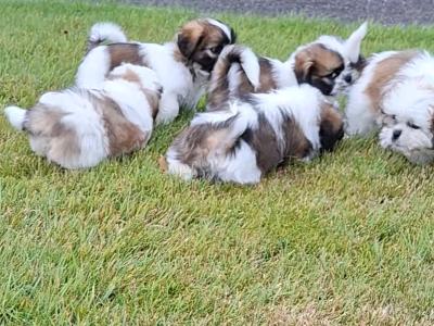 Purebred Shihtzu pups