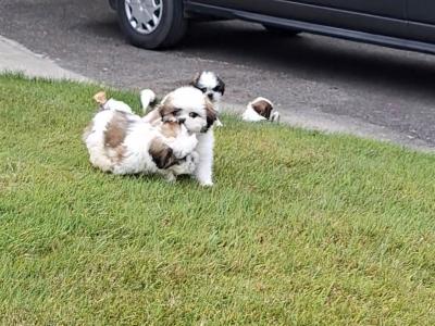 Purebred Shihtzu pups