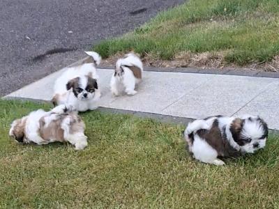 Purebred Shihtzu pups