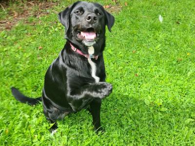 Daisy - female Labrador x Bernese Mountain Dog in Sligo