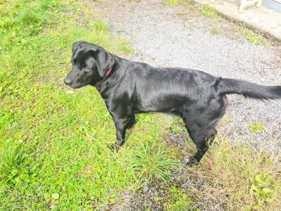 Daisy - female Labrador x Bernese Mountain Dog in Sligo