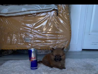 26/08/26Tea Cup  Pomeranian puppys female in Galway