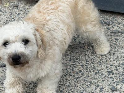 Bichon cross male