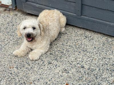 Bichon cross male
