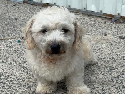 Bichon cross male