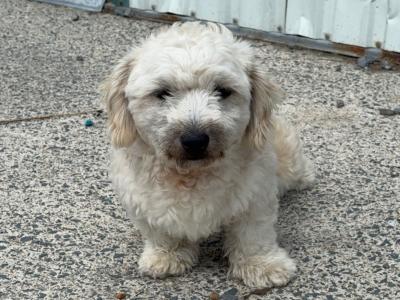 Male Bichon Frise X puppy 11 months old in Limerick