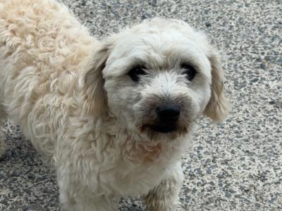 Bichon cross male