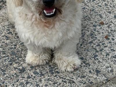 Bichon cross male