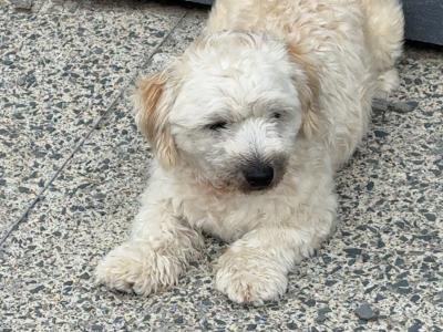 Bichon cross male