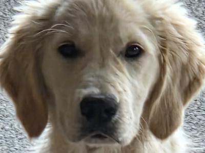 Affectionate Active Golden Retriever
