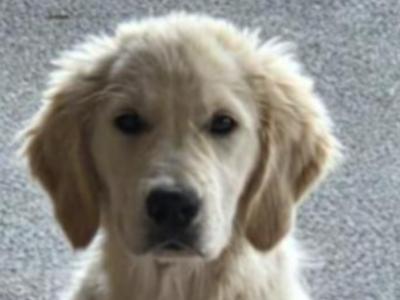 Affectionate Active Golden Retriever