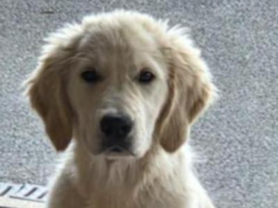 Affectionate Active IKC Registered female Golden Retriever puppy 3 months old in Limerick