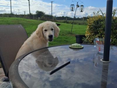 Affectionate Active Golden Retriever