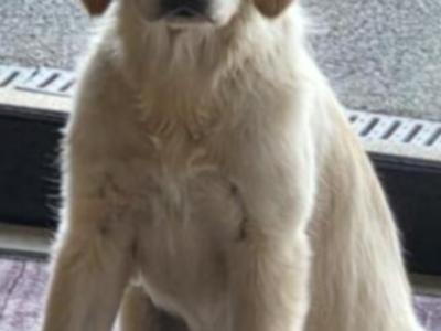 Affectionate Active Golden Retriever