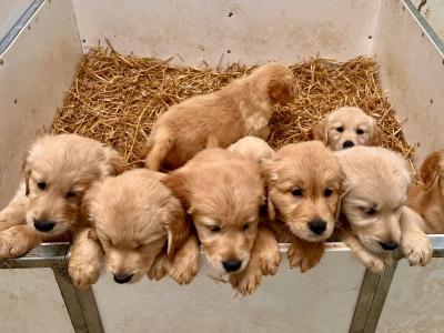 IKC registered-Stunning Golden Retriever Pups