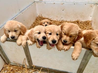 IKC registered-Stunning Golden Retriever Pups