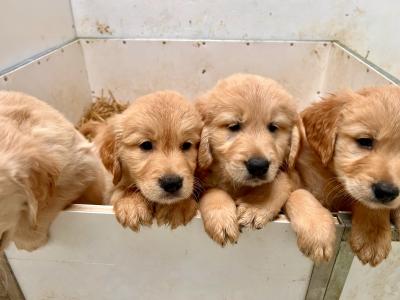 IKC registered-Stunning Golden Retriever Pups