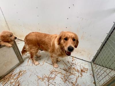 IKC registered-Stunning Golden Retriever Pups